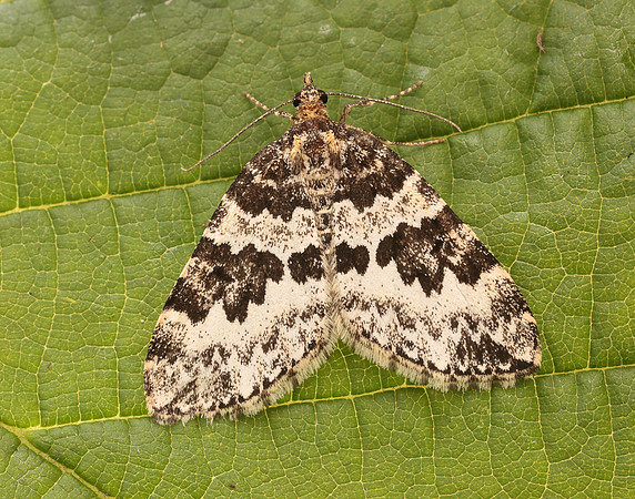 70.086 BF1773 Broken-barred Carpet Electrophaes corylata