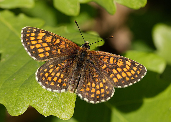Heath Fritillary Melitaea athalia