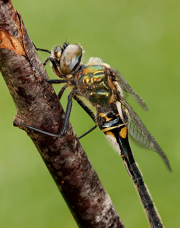 Northern Emerald Somatochlora arctica