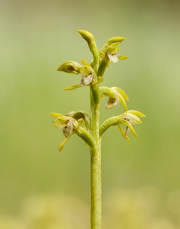 Coralroot Orchid Corallorhiza trifida