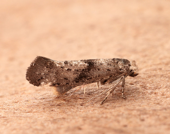 16.015 BF437 Swammerdamia caesiella