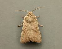 73.099 BF2384 Vine's Rustic Hoplodrina ambigua
