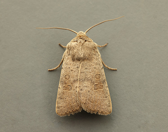 73.099 BF2384 Vine's Rustic Hoplodrina ambigua