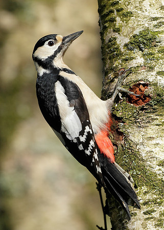 Great Spotted Woodpecker Dendrocopus major