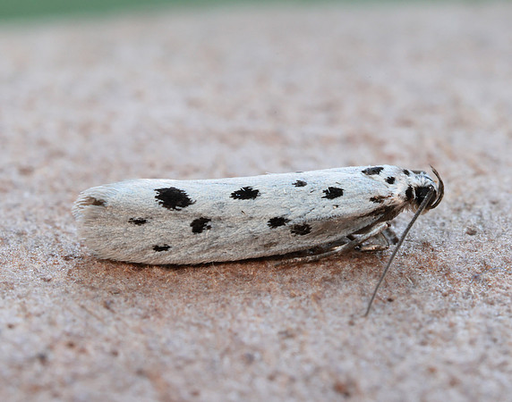 33.001 BF718 Ethmia dodecea