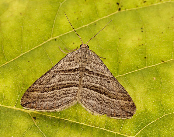 70.039 BF1718 Oblique Striped Phibalapteryx virgata