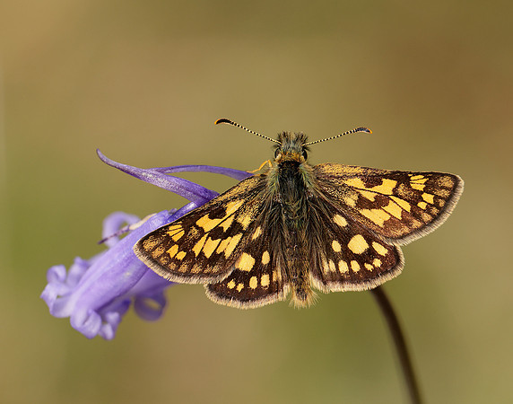 Chequered Skipper Carterocephalus palaemon