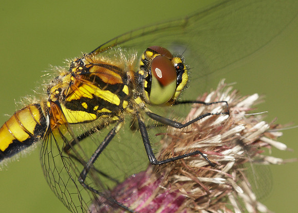 Black Darter Sympetrum danae