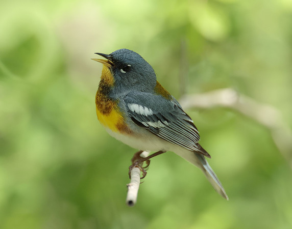 Northern Parula