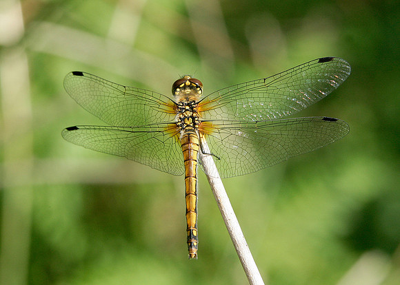 Black Darter Sympetrum danae