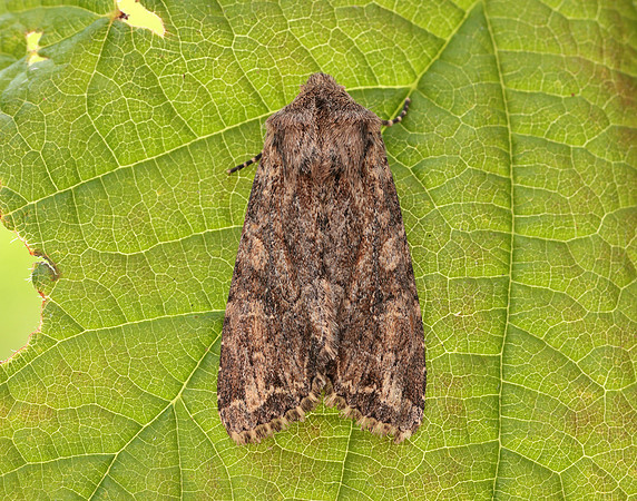 73.157 BF2333 Large Nutmeg Apamea anceps