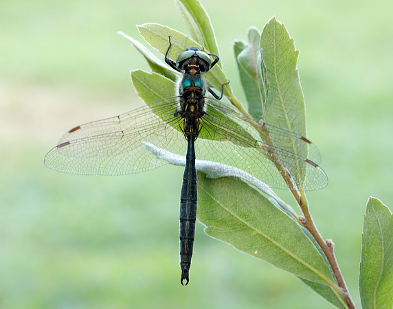 Northern Emerald Somatochlora arctica