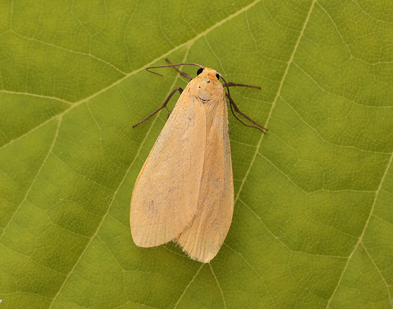 72.049 BF2043 Orange Footman Eilema sororcula