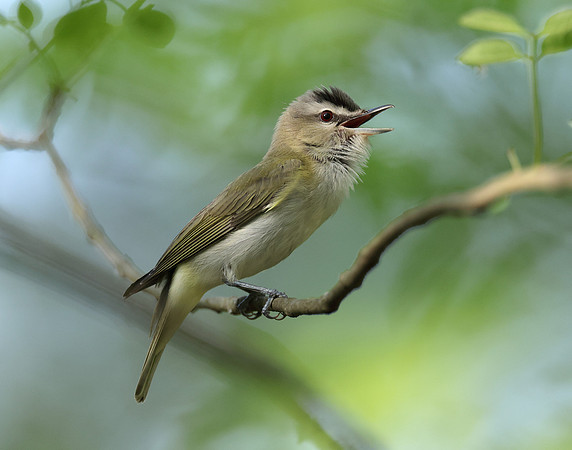 Red-eyed Vireo Vireo olivaceus