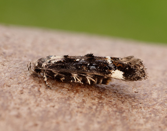40.001 BF885 Mompha conturbatella