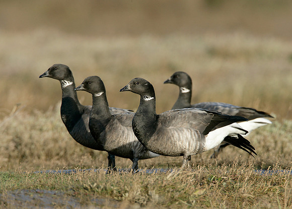 Brent Goose Branta bernicla