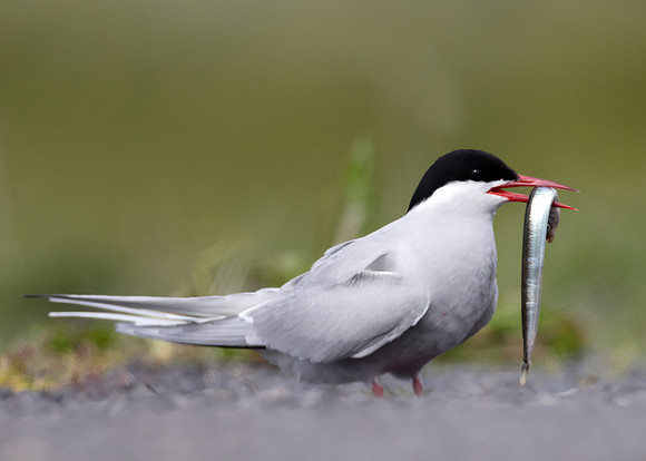 Arctic Tern Sterna paradisaea