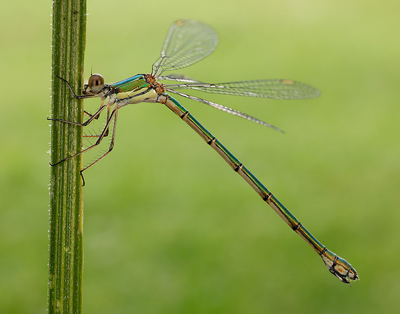 Willow Emerald Chalcolestes viridis