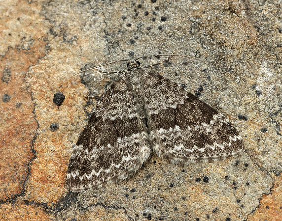 70.072 BF1744 Grey Mountain Carpet Entephria caesiata