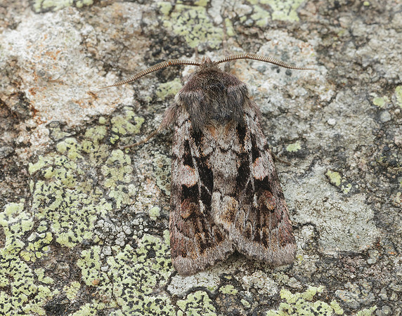 73.363 BF2125 Northern Dart Xestia alpicola
