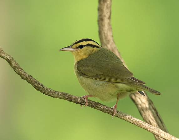 Worm-eating Warbler Helmitheros vermivorum
