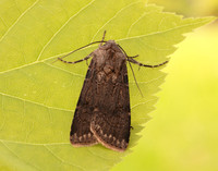 73.319 BF2087 Turnip Moth Agrotis segetum