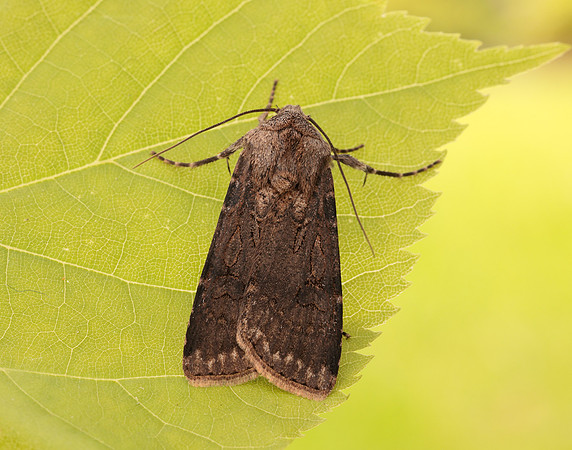 73.319 BF2087 Turnip Moth Agrotis segetum