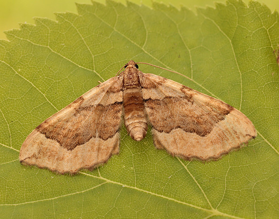 70.069 BF1749 Dark Spinach Pelurga comitata