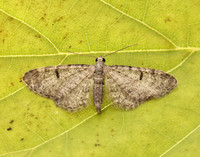 70.171 BF1844 Ochreous Pug Eupithecia indigata
