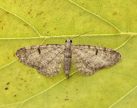 70.171 BF1844 Ochreous Pug Eupithecia indigata