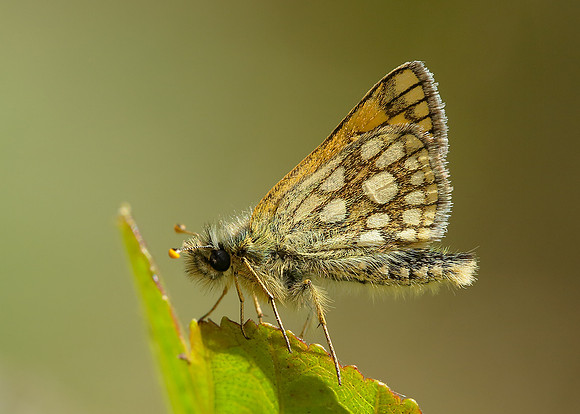 Chequered Skipper Carterocephalus palaemon