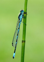 Variable Damselfly Coenagrion pulchellum