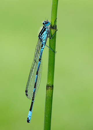 Variable Damselfly Coenagrion pulchellum