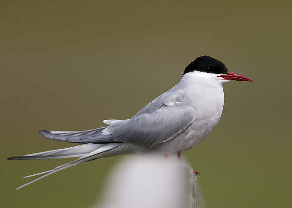 Arctic Tern Sterna paradisaea