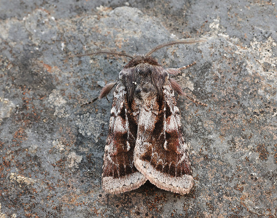 73.363 BF2125 Northern Dart Xestia alpicola