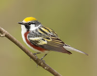 Chestnut-sided Warbler Setophaga pensylvanica