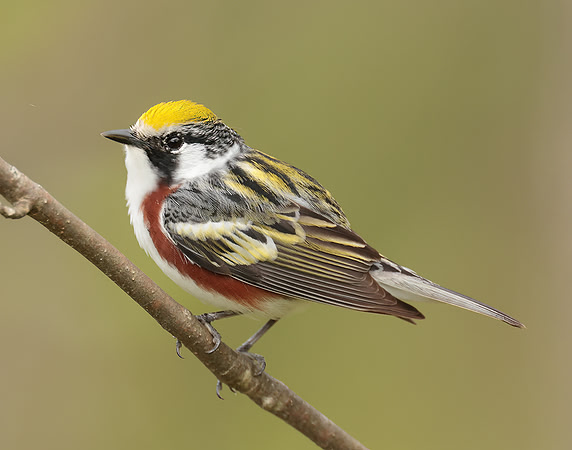 Chestnut-sided Warbler Setophaga pensylvanica
