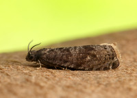 49.357 BF1247 Plum Fruit Moth Grapholita funebrana