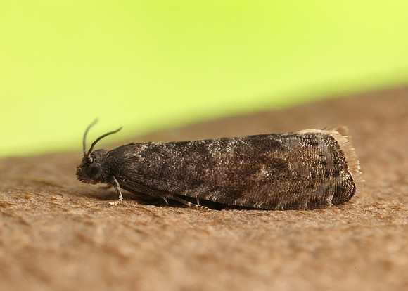 49.357 BF1247 Plum Fruit Moth Grapholita funebrana