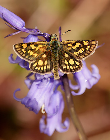 Chequered Skipper Carterocephalus palaemon