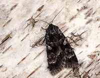 3.350 BF2137 Great Brocade Eurois occulta