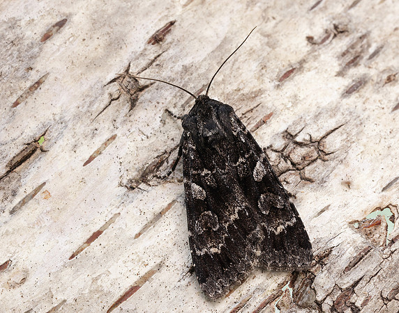 3.350 BF2137 Great Brocade Eurois occulta