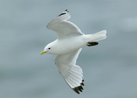 Kittiwake Rissa tridactyla