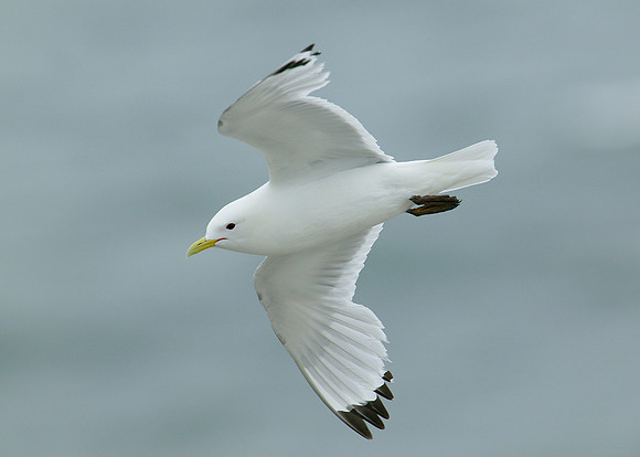 Kittiwake Rissa tridactyla