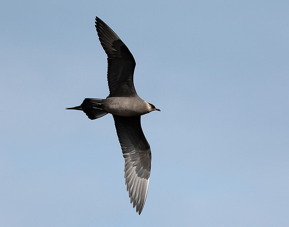 Arctic Skua Stercorarius parasiticus