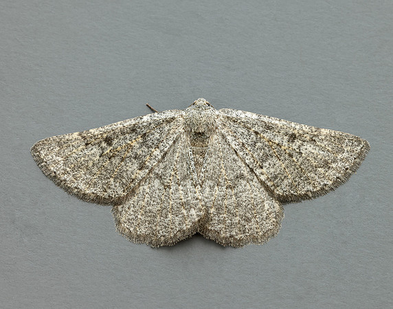 70.285 BF1963 Scotch Annulet Gnophos obfuscata