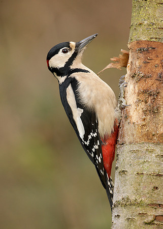 Great Spotted Woodpecker Dendrocopus major