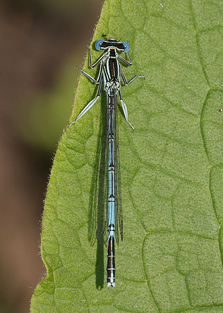 White-legged Damselfly Platycnemis pennipes