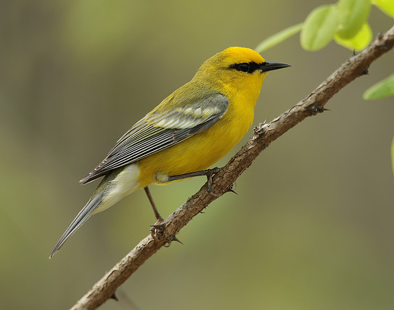 Blue-winged Warbler Vermivora cyanoptera