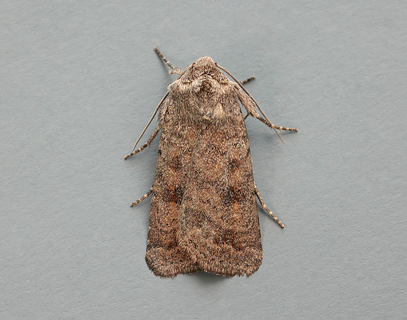 73.092 BF2387 Mottled Rustic Caradrina morpheus